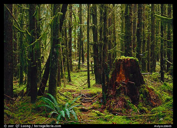 Moss-covered trees in Hoh rainforest. Olympic National Park, Washington, USA.