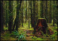Moss-covered trees in Hoh rainforest. Olympic National Park ( color)