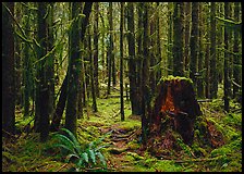 Moss-covered trees in Hoh rainforest. Olympic National Park, Washington, USA.