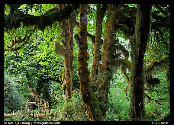 Club moss on vine maple and bigleaf maple in Hoh rain forest. Olympic National Park, Washington, USA.