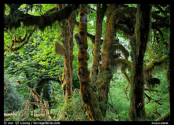 Club moss on vine maple and bigleaf maple in Hoh rain forest. Olympic National Park (color)