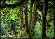 Club moss on vine maple and bigleaf maple in Hoh rain forest. Olympic National Park, Washington, USA.