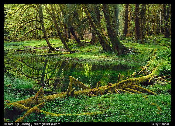 Pond in lush rainforest. Olympic National Park, Washington, USA.