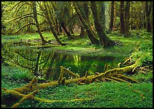 Pond in lush rainforest. Olympic National Park ( color)
