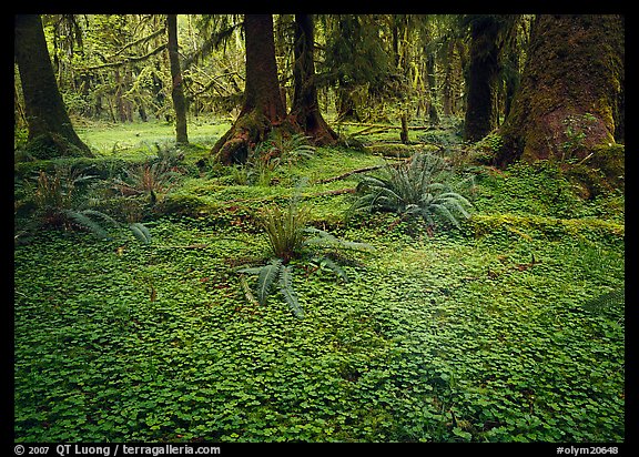 Trilium and ferns in lush rainforest. Olympic National Park, Washington, USA.