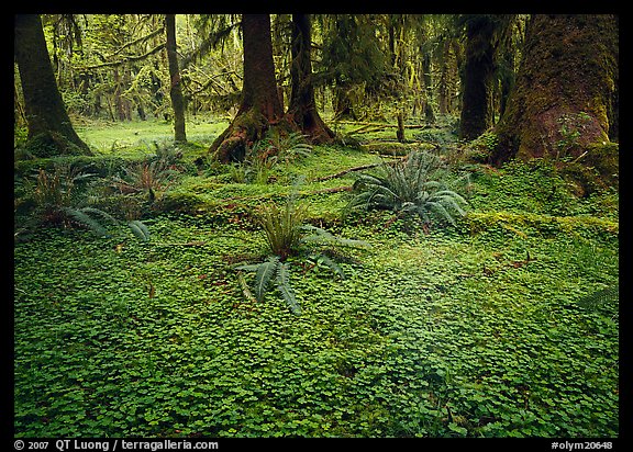 Trilium and ferns in lush rainforest. Olympic National Park (color)