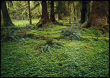 Trilium and ferns in lush rainforest. Olympic National Park, Washington, USA. (color)