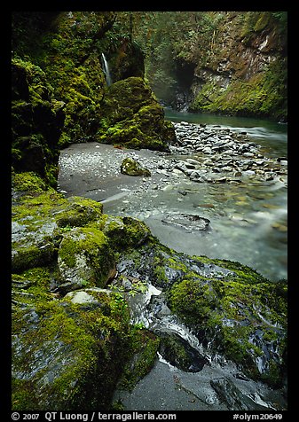 Mossy rocks and stream. Olympic National Park (color)