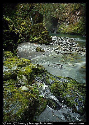 Mossy rocks and stream. Olympic National Park, Washington, USA.