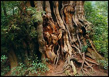 Huge cedar tree. Olympic National Park, Washington, USA.