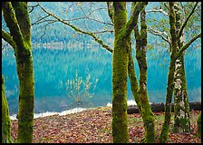 Mossy trees in late autumn, Crescent Lake. Olympic National Park ( color)