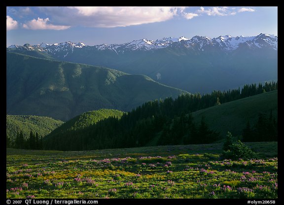 Meadow with wildflowers, ridges, and Olympic Mountains. Olympic National Park, Washington, USA.