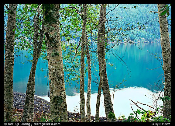 Birch trees with textured trunks and green leaves on shore of Crescent Lake. Olympic National Park, Washington, USA.