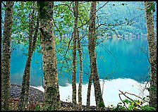 Trees with textured trunks and green leaves on shore of Crescent Lake. Olympic National Park ( color)