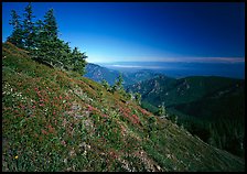 Looking towards  Strait of San Juan de Fuca from Hurricane hill. Olympic National Park, Washington, USA.