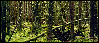 Mossy rainforest. Olympic National Park (Panoramic color)