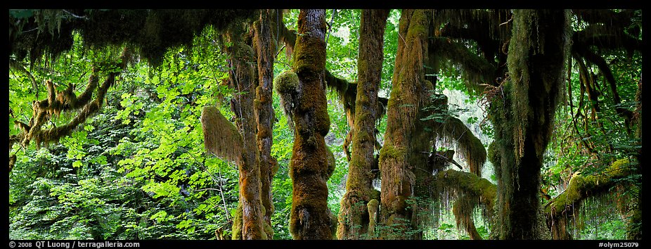 Hoh rainforest. Olympic National Park (color)