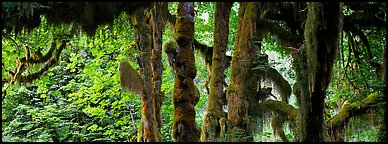 Hoh rainforest. Olympic National Park (Panoramic color)