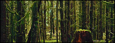Temperate rainforest. Olympic National Park (Panoramic color)