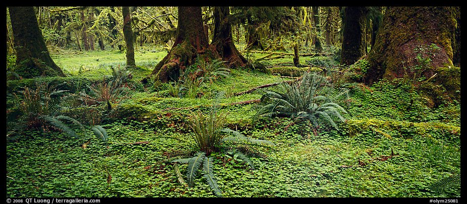 Rainforest forest floor. Olympic National Park, Washington, USA.