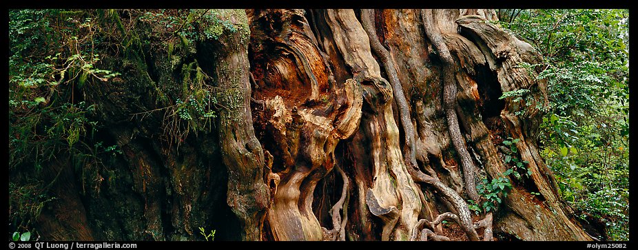 Ancient Cedar trunk. Olympic National Park (color)