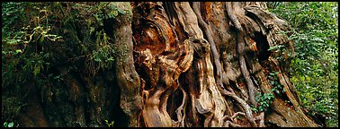 Ancient Cedar trunk. Olympic National Park (Panoramic color)