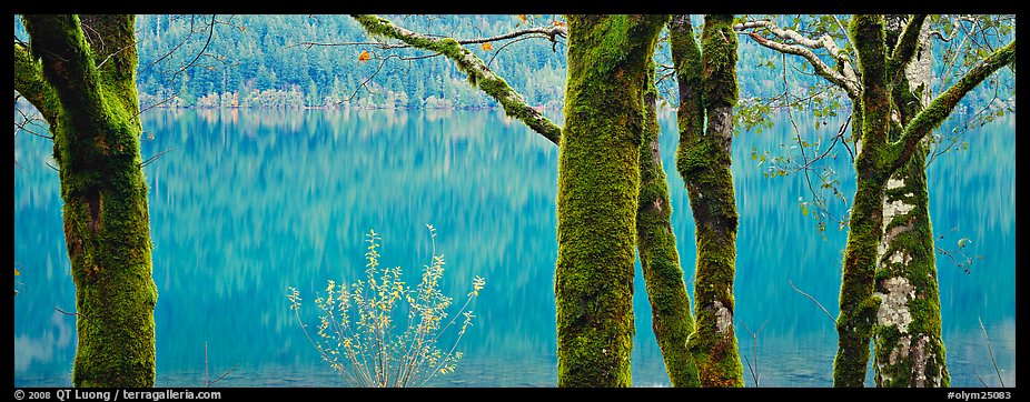 Mossy trees and turquoise lake. Olympic National Park (color)