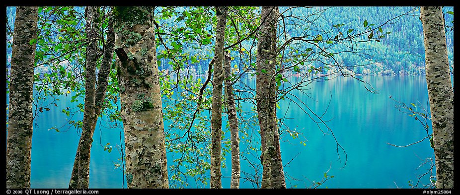 Tranquil trees and Crescent Lake. Olympic National Park (color)