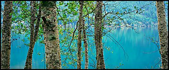 Tranquil trees and Crescent Lake. Olympic National Park (Panoramic color)