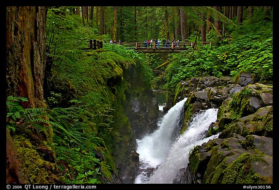 Soleduc falls and bridge. Olympic National Park, Washington, USA.
