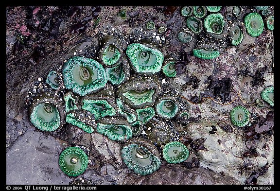 Green anemones on rock at low tide. Olympic National Park (color)
