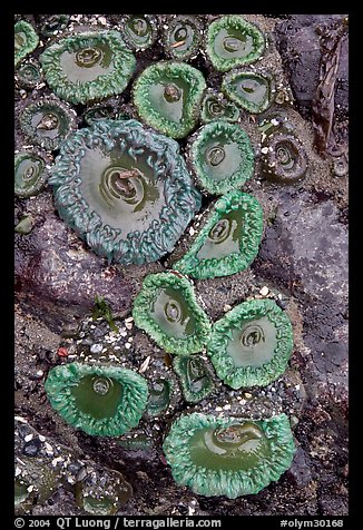 Green anemones. Olympic National Park (color)