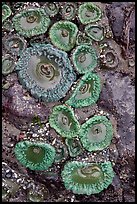 Green anemones. Olympic National Park, Washington, USA. (color)