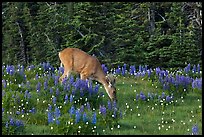 Deer grazing amongst lupine. Olympic National Park, Washington, USA.