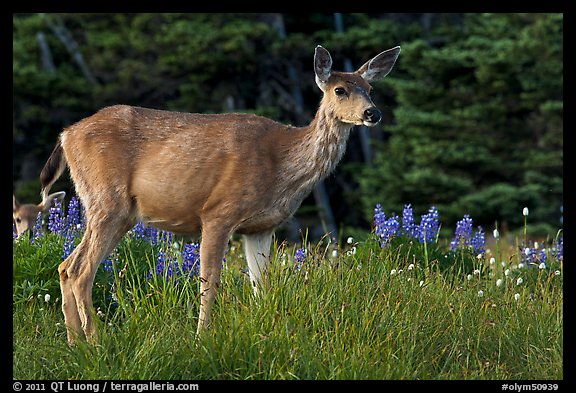 Deer in meadow with lupine. Olympic National Park, Washington, USA.