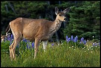 Deer in meadow with lupine. Olympic National Park, Washington, USA.