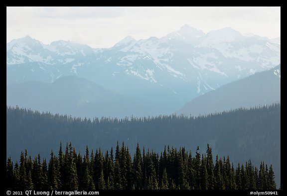 Hazy view of ridges and Olympic mountains. Olympic National Park, Washington, USA.