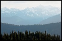 Hazy view of ridges and Olympic mountains. Olympic National Park, Washington, USA.