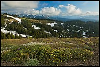 Wildflowers, hills, and Olympic mountains. Olympic National Park, Washington, USA. (color)