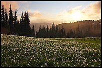 Avalanche lilies at sunset. Olympic National Park, Washington, USA. (color)