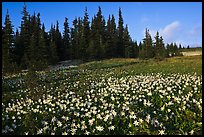 Avalanche lilies in meadow. Olympic National Park, Washington, USA.