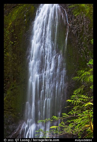Marymere Falls, summer. Olympic National Park (color)