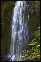 Marymere Falls, summer. Olympic National Park, Washington, USA.