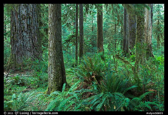 Ferns and trees, Hoh rain forest. Olympic National Park (color)