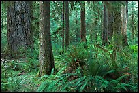 Ferns and trees, Hoh rain forest. Olympic National Park, Washington, USA. (color)