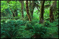 Grove of maple trees covered with epiphytic spikemoss. Olympic National Park, Washington, USA.