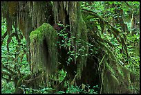 Hall of Mosses,  Hoh rain forest. Olympic National Park, Washington, USA.