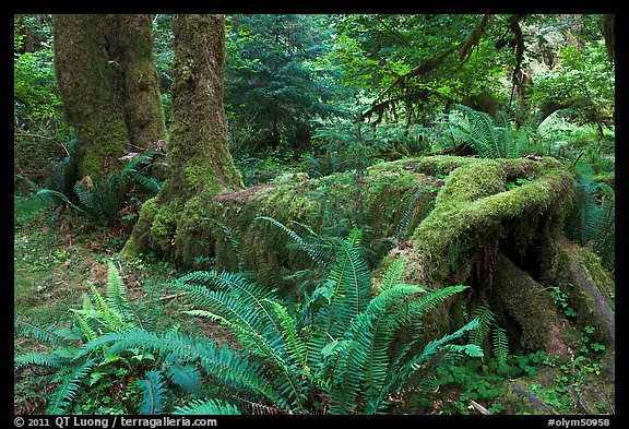 Tree falling on fallen tree, Hoh rainforest. Olympic National Park, Washington, USA.