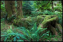 Tree falling on fallen tree, Hoh rainforest. Olympic National Park, Washington, USA. (color)