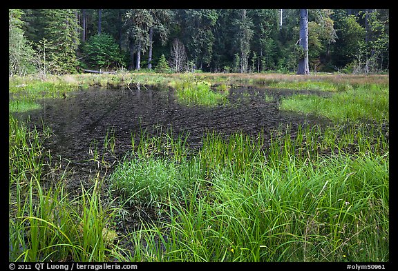 Dark pond, Hoh rain forest. Olympic National Park (color)